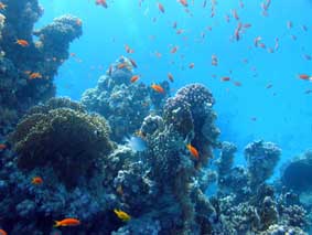 Underwater survey made by ROV GNOM in the Red Sea