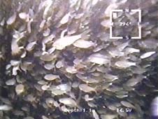 Examination of fish farm by ROV GNOM