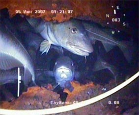 ROV GNOM has found out a place of fish concentration